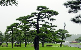 公墓适合种植哪些树种？（选择合适的树种，让公墓更加美丽和庄重）