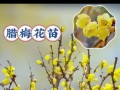 腊梅枝条插种技巧与养护方法（如何利用腊梅枝条成功繁殖美丽的腊梅植株）