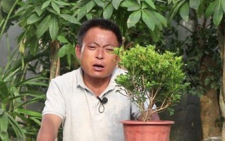 如何挽救叶子蔫了的米兰（米兰叶子蔫了怎么办？一起来看看这15个妙招！）