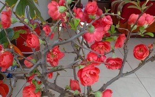 长寿海棠的花期和开花次数（探寻长寿海棠的美丽之谜，解析花期与开花次数的关系）