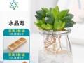 以水养仙人球，打造独特的绿植空间（室内养仙人球的关键步骤和注意事项）