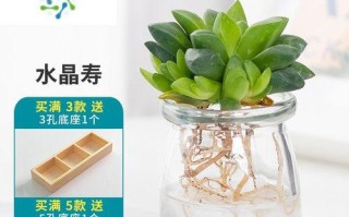 以水养仙人球，打造独特的绿植空间（室内养仙人球的关键步骤和注意事项）