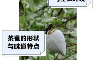 茶花松子鳞（探索茶花松子鳞的药用和经济价值）