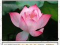 失去活力，花蔫了蔫了（探索重拾活力的方法）