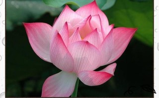失去活力，花蔫了蔫了（探索重拾活力的方法）
