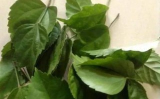 双层木槿花遭洗根叶子打焉，怎么办？（教你正确护理双层木槿花，让它焕发生机）