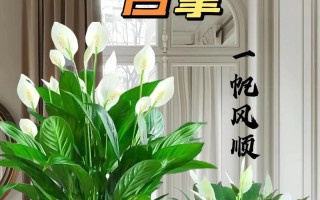 如何以一帆风顺养得漂亮（化妆技巧、护肤秘诀与生活习惯的完美结合）
