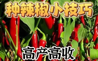 种植辣椒的最佳月份（选择合适的时间，让你的辣椒收获更加丰盛）