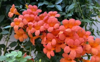 凌霄开花时间及次数研究（解密凌霄花开的奥秘，了解花期及花型特征）
