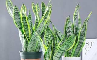 探秘虎皮兰珍品（了解虎皮兰种类与价值）