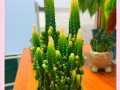 万重山的奇迹之花——揭秘万重山开花的奥秘（探寻万重山的开花奇迹，带你领略大自然的魅力）