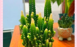 万重山的奇迹之花——揭秘万重山开花的奥秘（探寻万重山的开花奇迹，带你领略大自然的魅力）