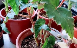 以玉堂花怎么养？（掌握关键养殖技巧，让你的玉堂花长势喜人。）