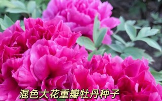 牡丹花种子的种植方法（快速掌握如何种植出美丽的牡丹花）