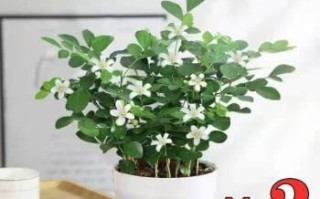 深盆与浅盆，九里香适合哪一种？（探究九里香的栽培要求与生长习惯，为你选择合适的盆器提供参考。）