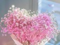 水瓶座适合养什么花？（探索水瓶座的最佳花卉选择）
