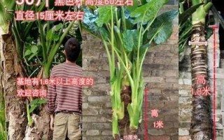 揭秘芋头的根系（探究芋头的根系特征及其对植物生长的影响）