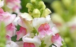 帝玉繁殖方法和注意事项（从种子到苗——帝玉繁殖全过程解析）