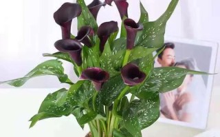 马蹄莲花有毒吗？合适放在室内养吗？（毒性评估与养护技巧）