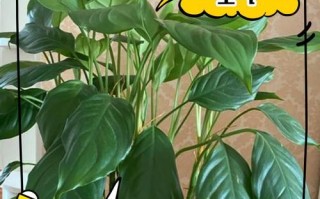 万年青叶子生锈斑如何处理？（治疗方法和预防措施）