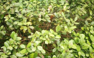 菲油果种植条件（适合生长地方环境）