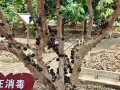 阳台种植的水果意外掉落怎么处理？（保护种植的心血，防止阳台水果掉落的秘籍）