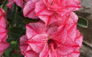 龙王球开花时间及特点（探讨龙王球开花季节，了解其独特的魅力）