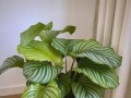 青莲竹芋开花时间及特点