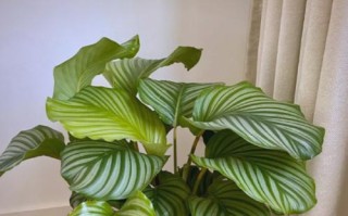 青莲竹芋开花时间及特点