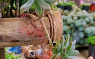 多肉软弱无力，问题出在哪里？（揭开多肉软弱的神秘面纱，保养不当才是真凶！）