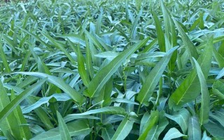 空心菜——一种营养丰富的蔬菜（了解空心菜的营养价值与烹饪方法）