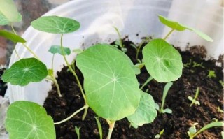 茶花摘心打顶的时间与方法（合理掌握时间方法，打造茶花盆景美）
