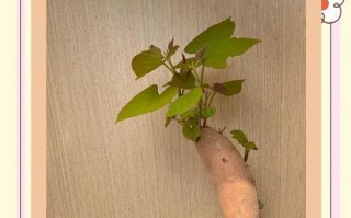 以水培红薯长果实的方法与技巧（探秘水培红薯的育苗、生长和结果过程，为家庭种植者提供指导）
