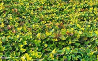 佛手瓜的肥料管理（喜好施什么肥料）