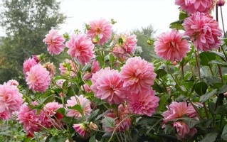 大丽花四季开花的奥秘（大丽花的长期观察和管理技巧）