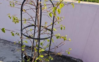 蜂蜜水浇花的神奇作用（探秘蜂蜜水如何为花草植物施肥）