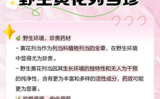 黄花的功效与作用（解读黄花的药用价值和营养成分）