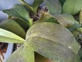 植物的冬季生存之道（寒冬中植物如何度过严寒）