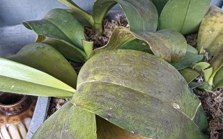 植物的冬季生存之道（寒冬中植物如何度过严寒）
