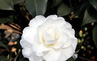 白茶花的花语和寓意（美丽中蕴含的含义，感受白茶花的温情）