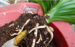 以花开大了盆小，如何解决？（盆栽花卉生长过快的问题及应对方法）