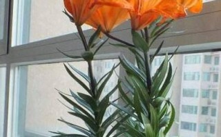 百合花的性别特征（探究百合花的雌雄同株属性）
