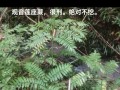 观音莲座蕨养护指南（打造绿意盎然的室内景观——观音莲座蕨的生长与养护）