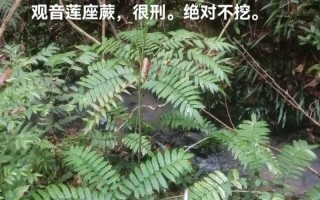 观音莲座蕨养护指南（打造绿意盎然的室内景观——观音莲座蕨的生长与养护）