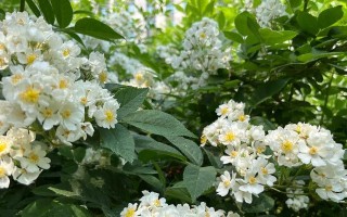 野蔷薇的花开时间（揭秘野蔷薇开花季节及注意事项）