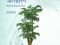 如何有效解决幸福树太湿的问题（幸福树的生长环境和水分管理关键）