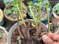 正确养护以兰草，让其健康茁壮（关键步骤、技巧和注意事项，全面指南帮助您培育美丽的以兰草）
