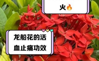 龙船花叶子碧绿，展示春意盎然（以生机勃勃的叶片，赏析龙船花的魅力）