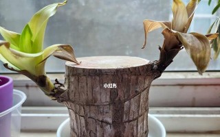 肉树叶子发黄怎么办？（有效的肉树叶子黄化处理方法及注意事项）