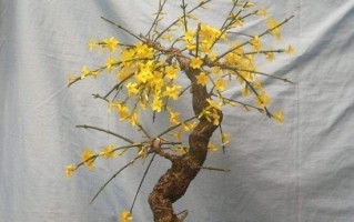 迎春花不发芽？这些方法可以帮你解决问题！（从环境到管理，探讨迎春花不发芽的原因和解决方法）